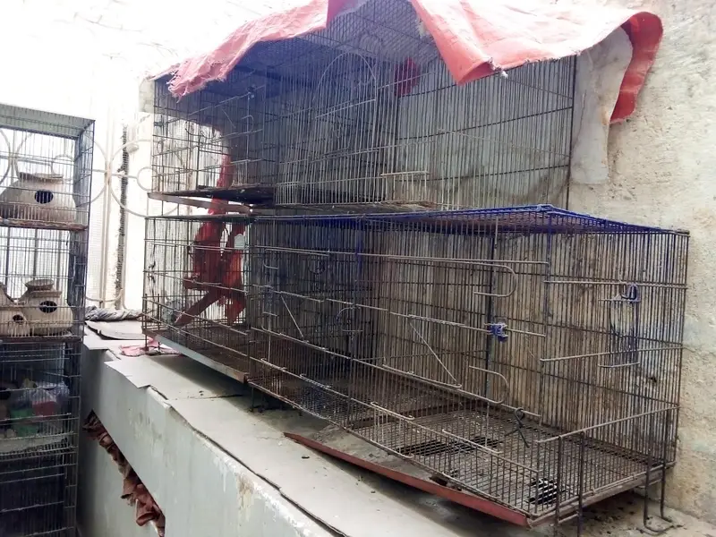 Cages / Pinjra — photo 4