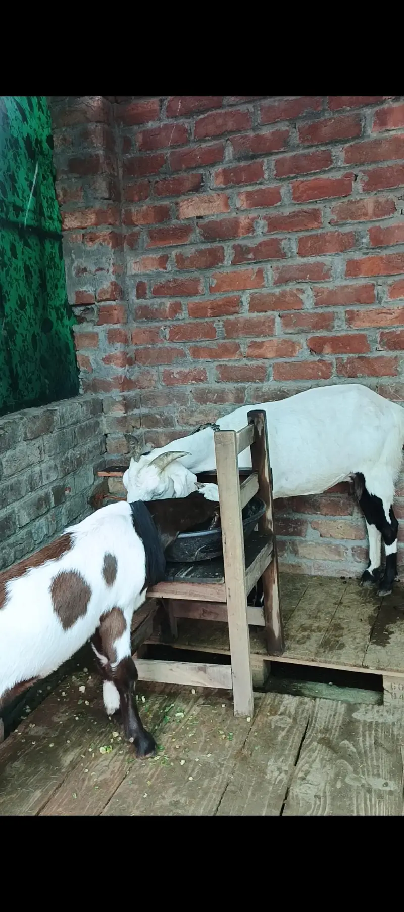 Bakrian with bchay — photo 2