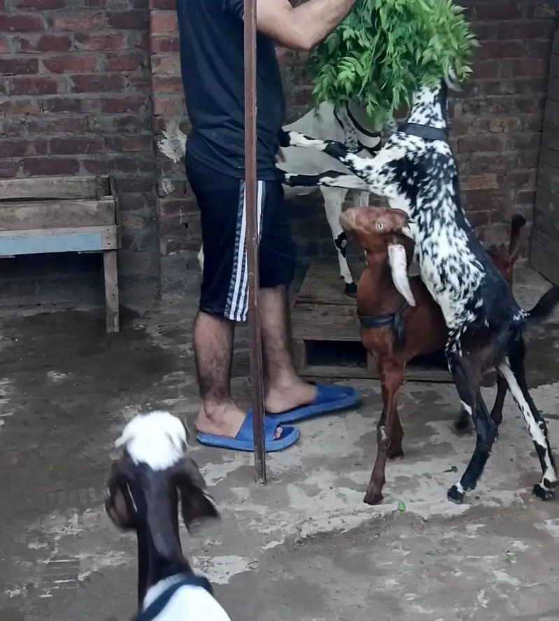 Bakrian with bchay — photo 4
