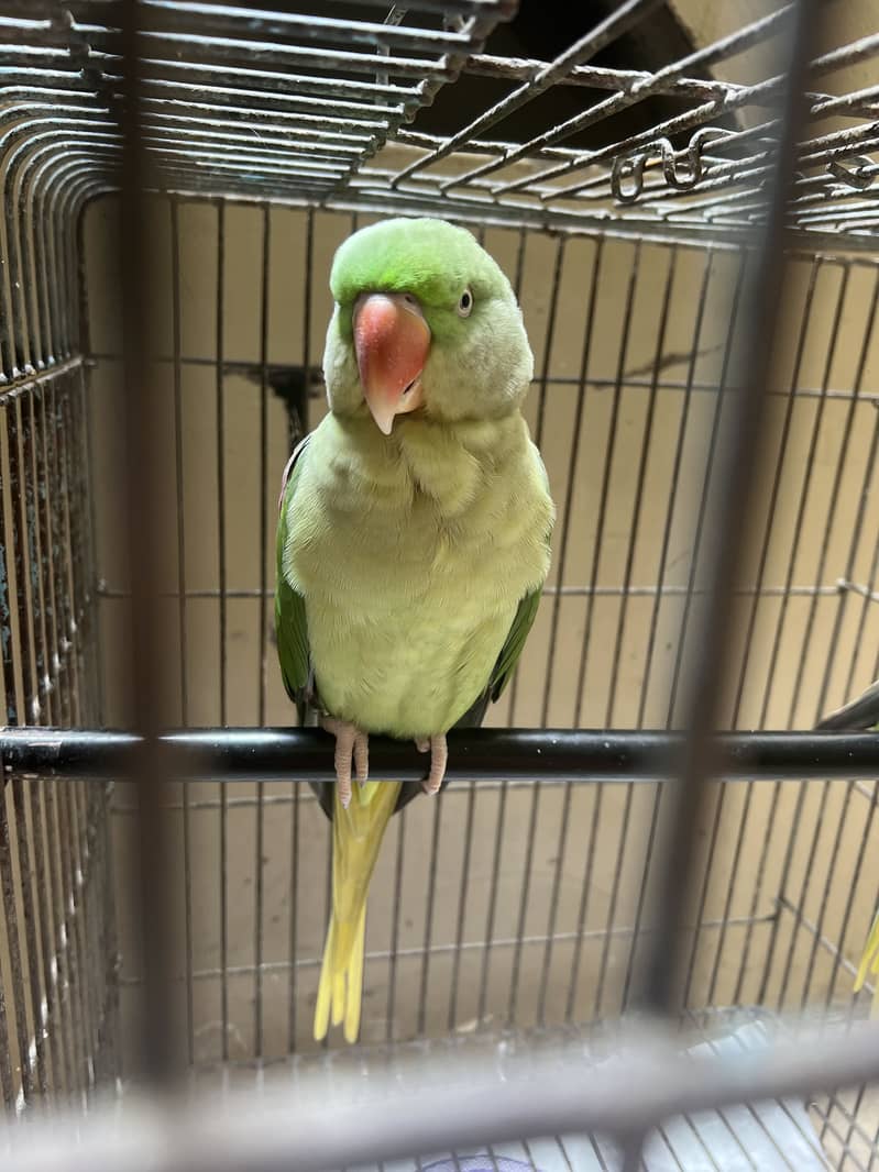Raw parrot 0