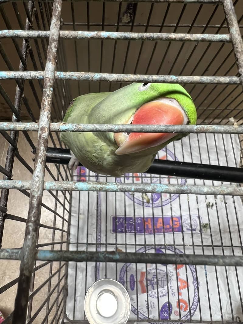 Raw parrot 1