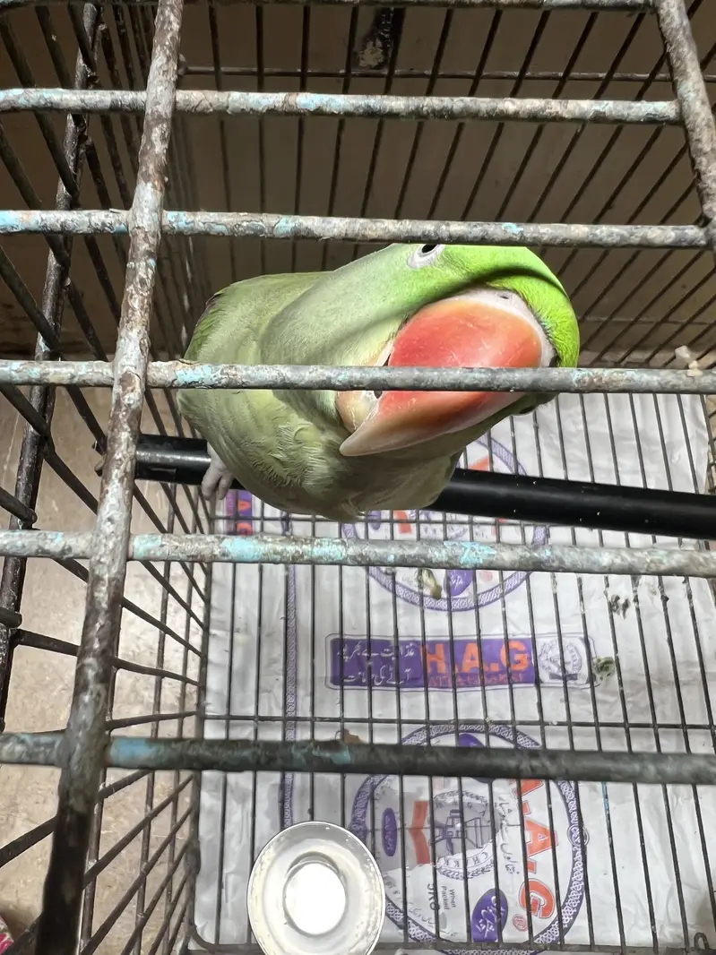 Raw parrot — photo 2
