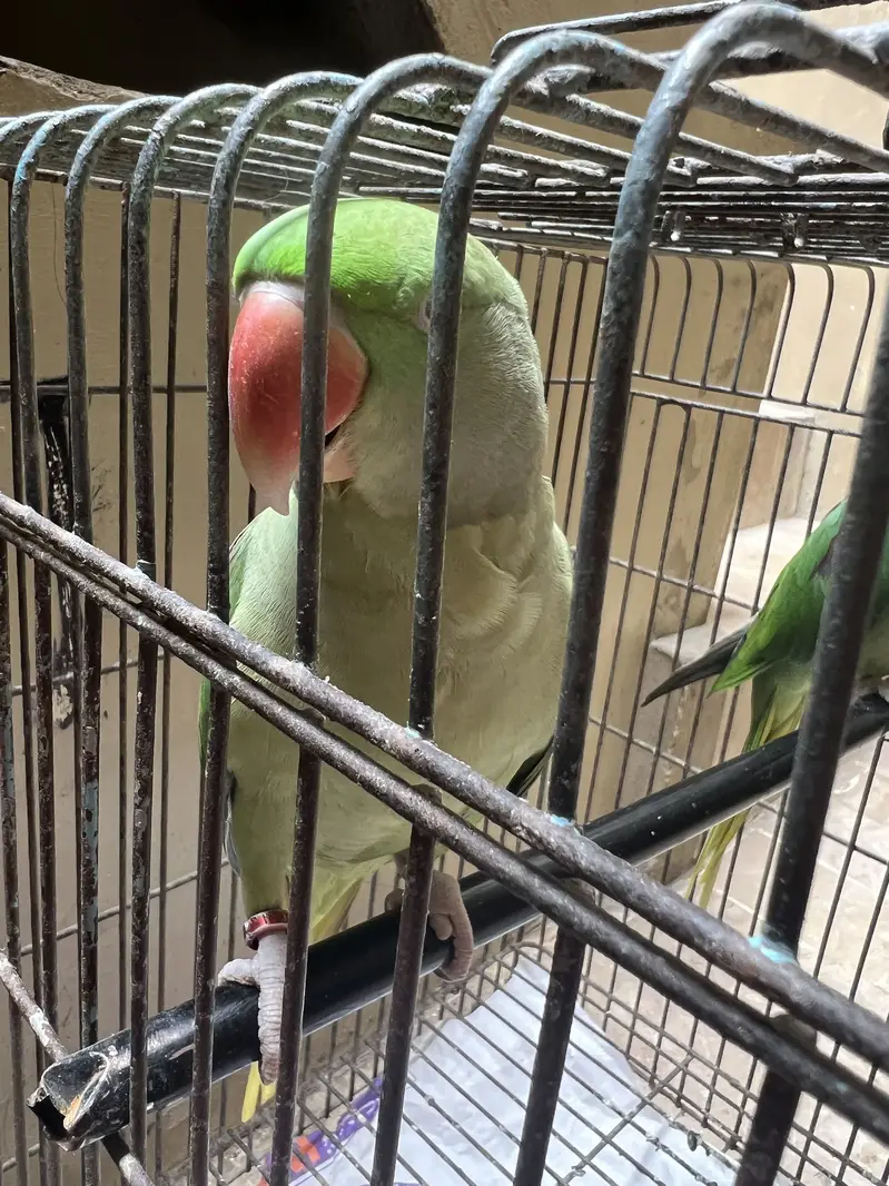 Raw parrot — photo 3