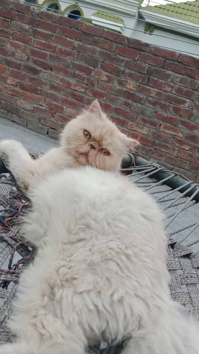 peki face breeder female cat for sale 03234102419