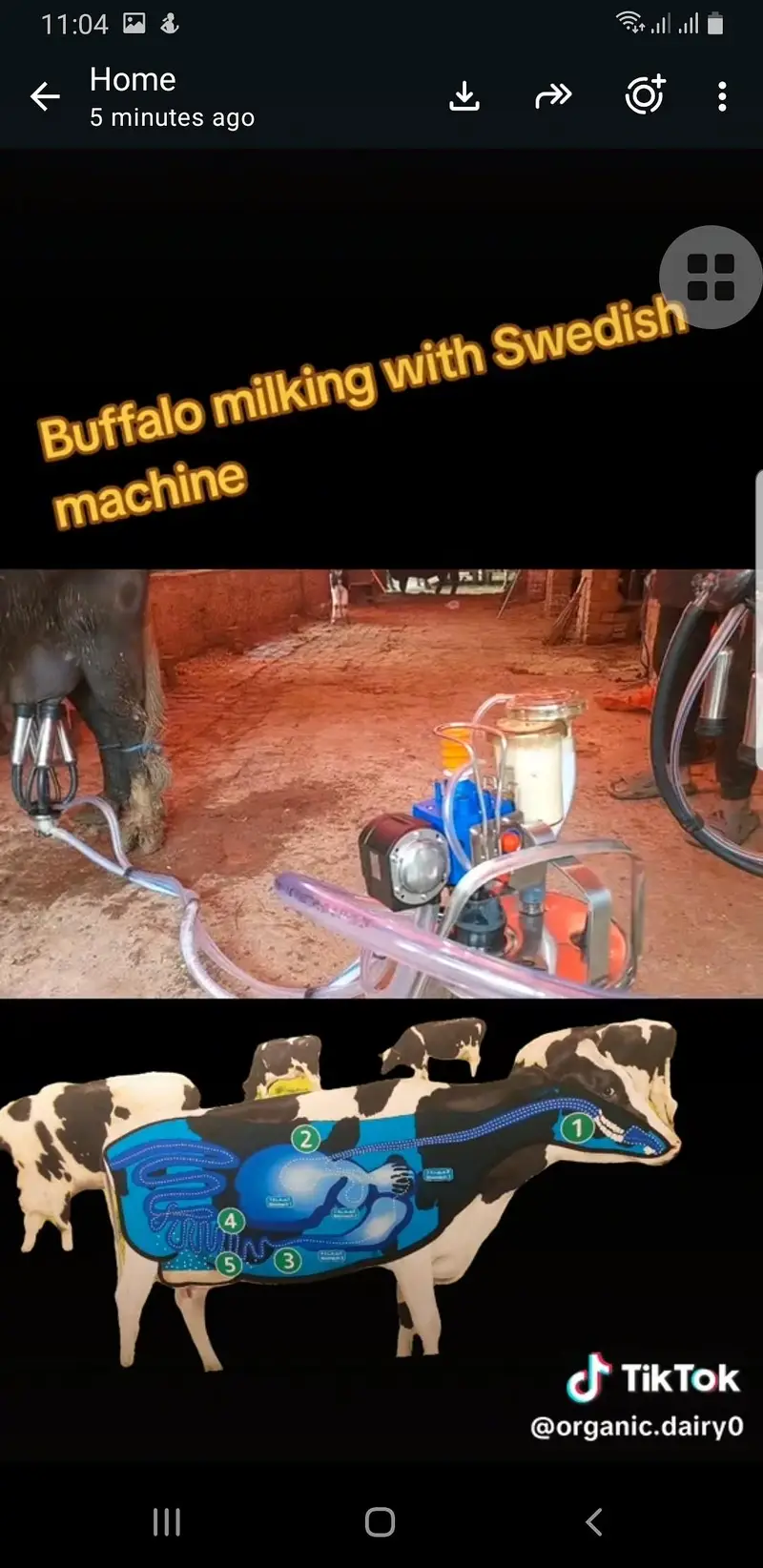 Imported DUVAC Buffalo Milking Bucket Set- (DELAVAL SWEDEN) — photo 6