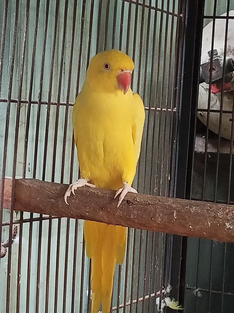 yellow — photo 2