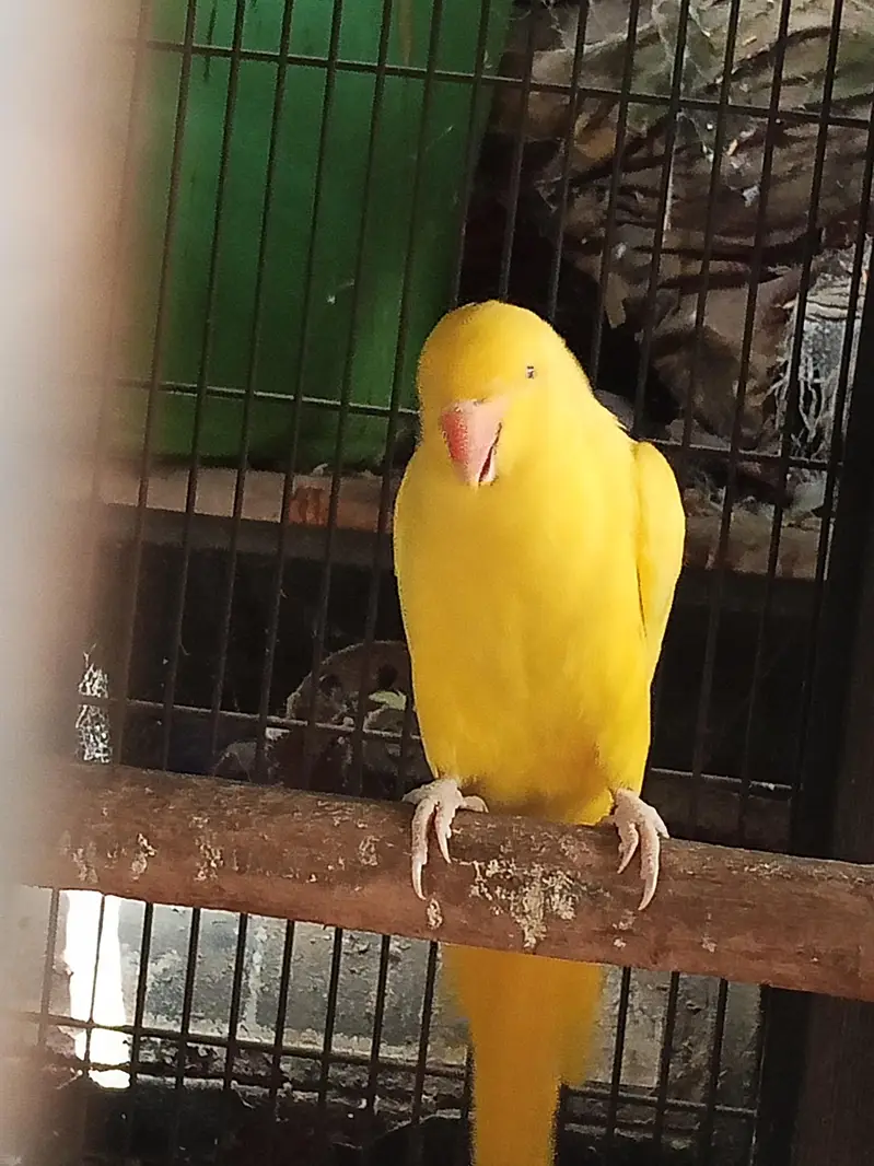 yellow — photo 3