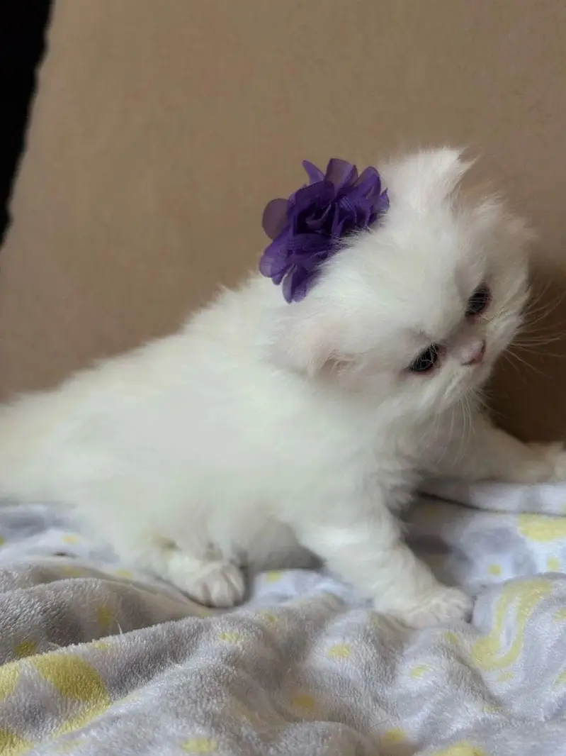 persian cat/kittens — photo 2