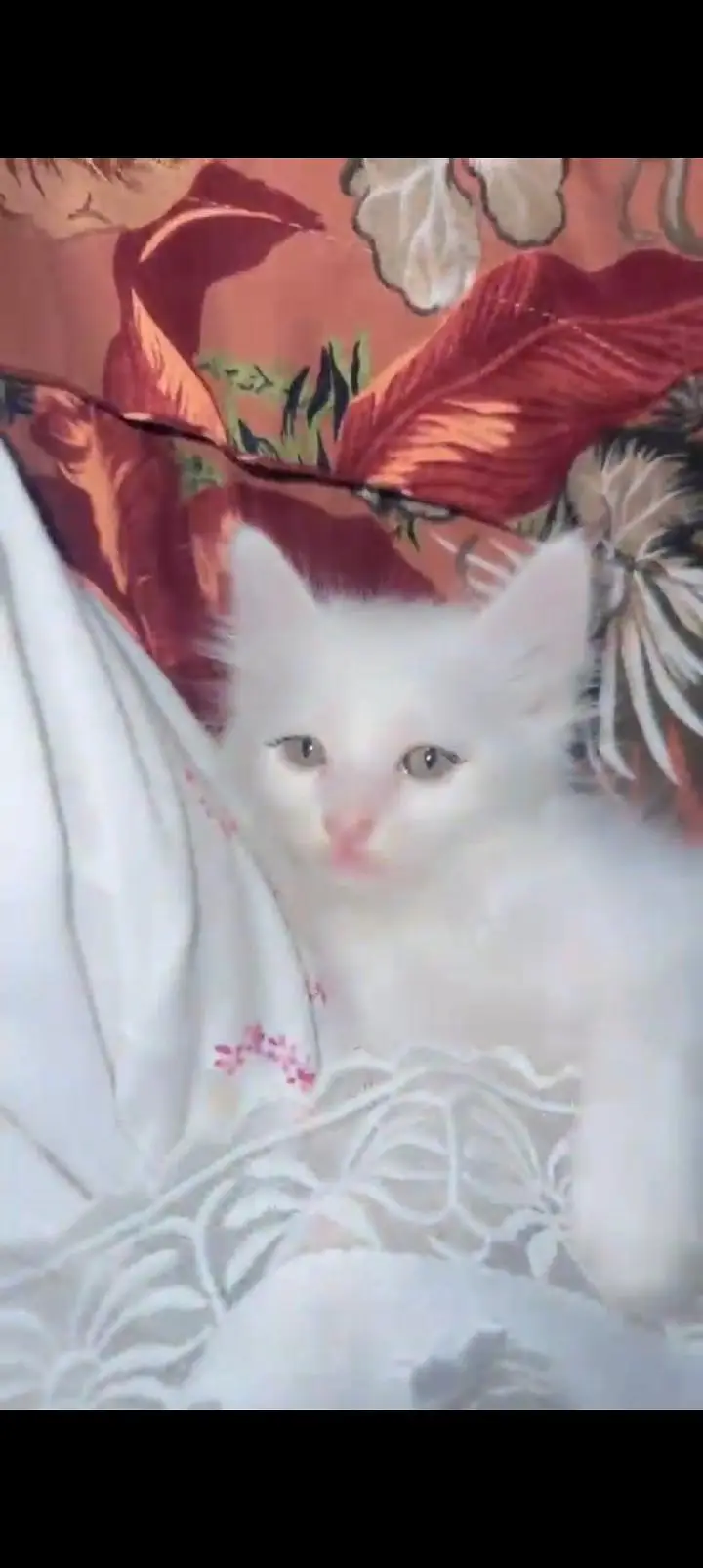 persian cat/kittens — photo 3