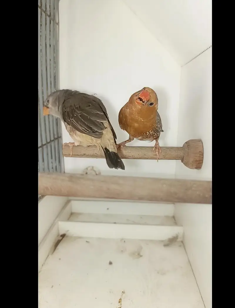 full orange finch breeders pair