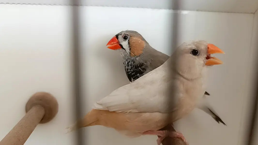 full orange finch breeders pair — photo 7