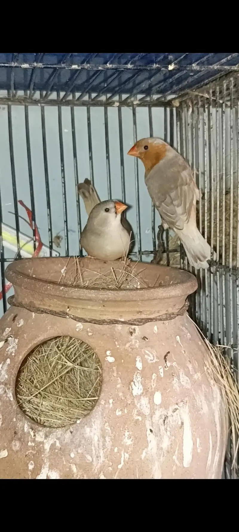 full orange finch breeders pair — photo 9