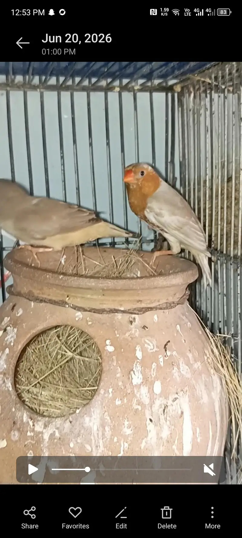 full orange finch breeders pair — photo 10