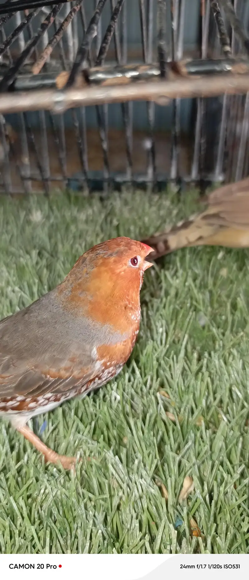 full orange finch breeders pair — photo 11