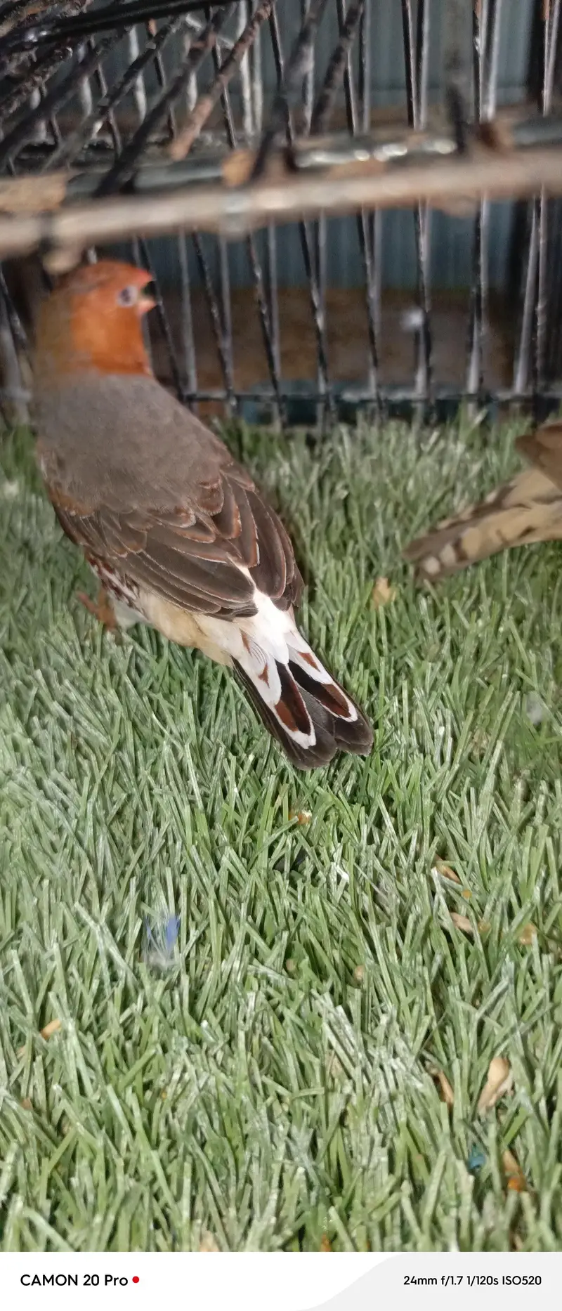 full orange finch breeders pair — photo 12