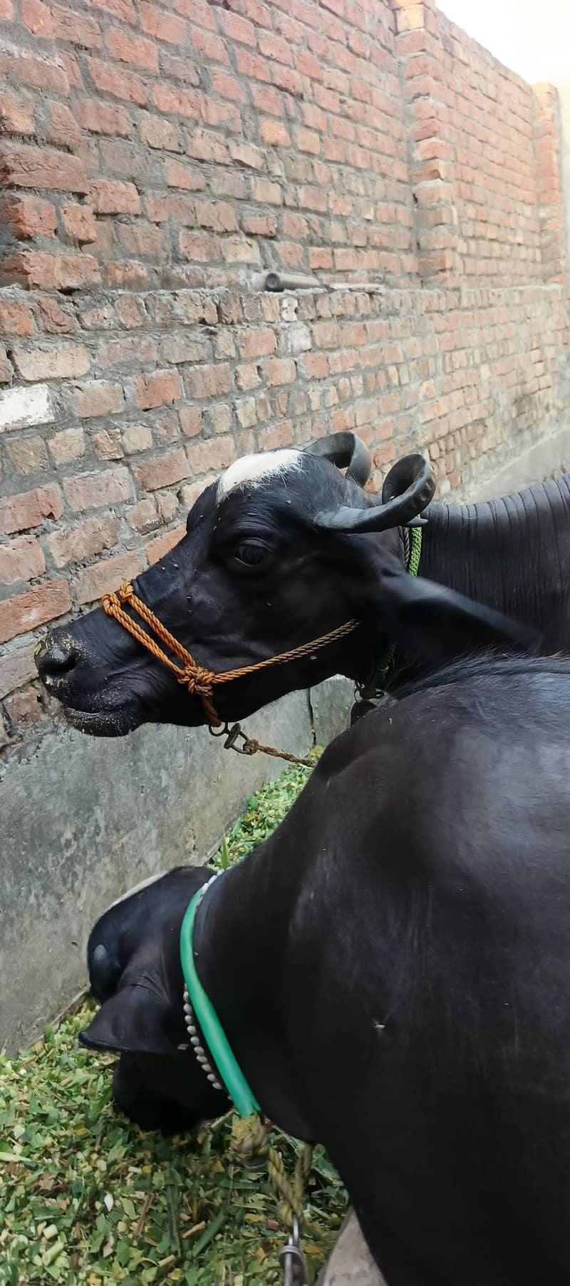 بھینس باکھڑی سیل سو 0
