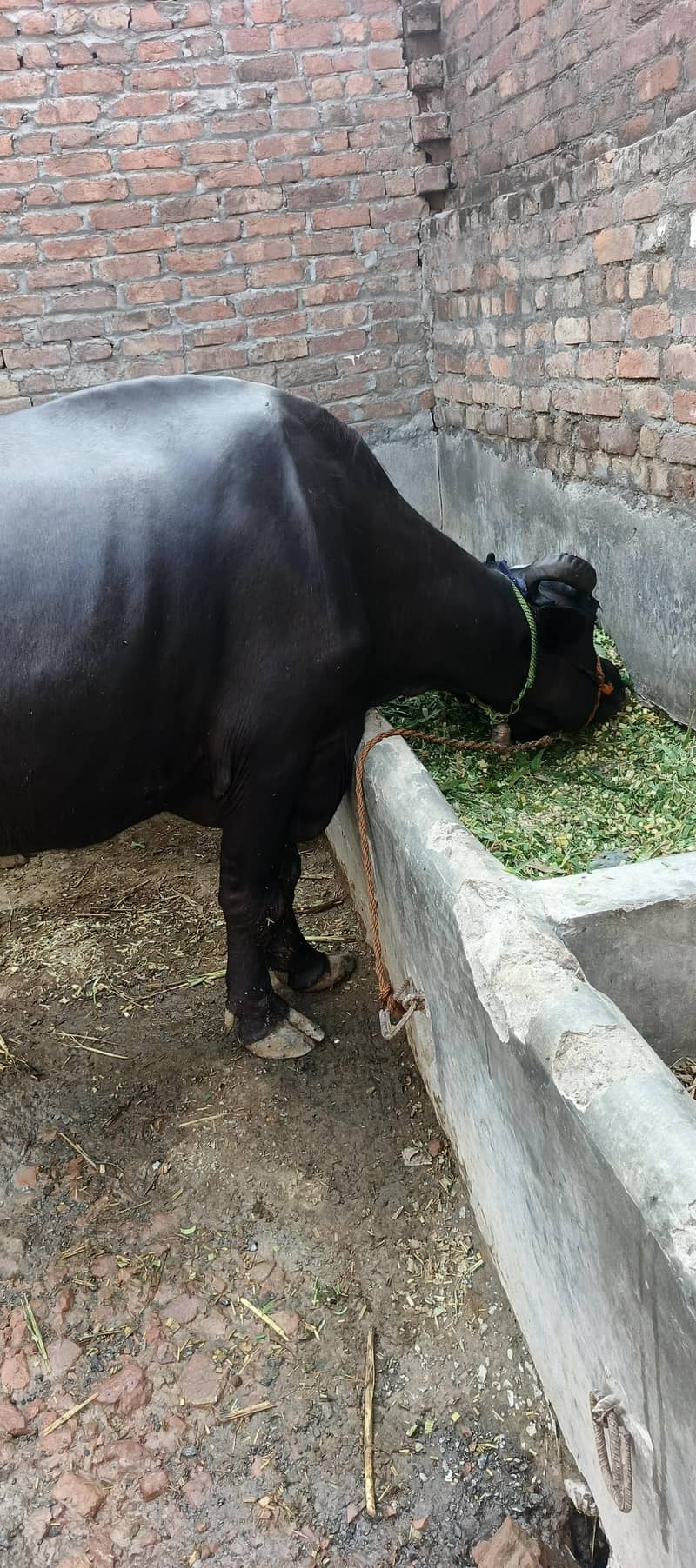 بھینس باکھڑی سیل سو 2