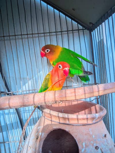 Lovebirds Complete Setup with Cages and Chicks for Sale
