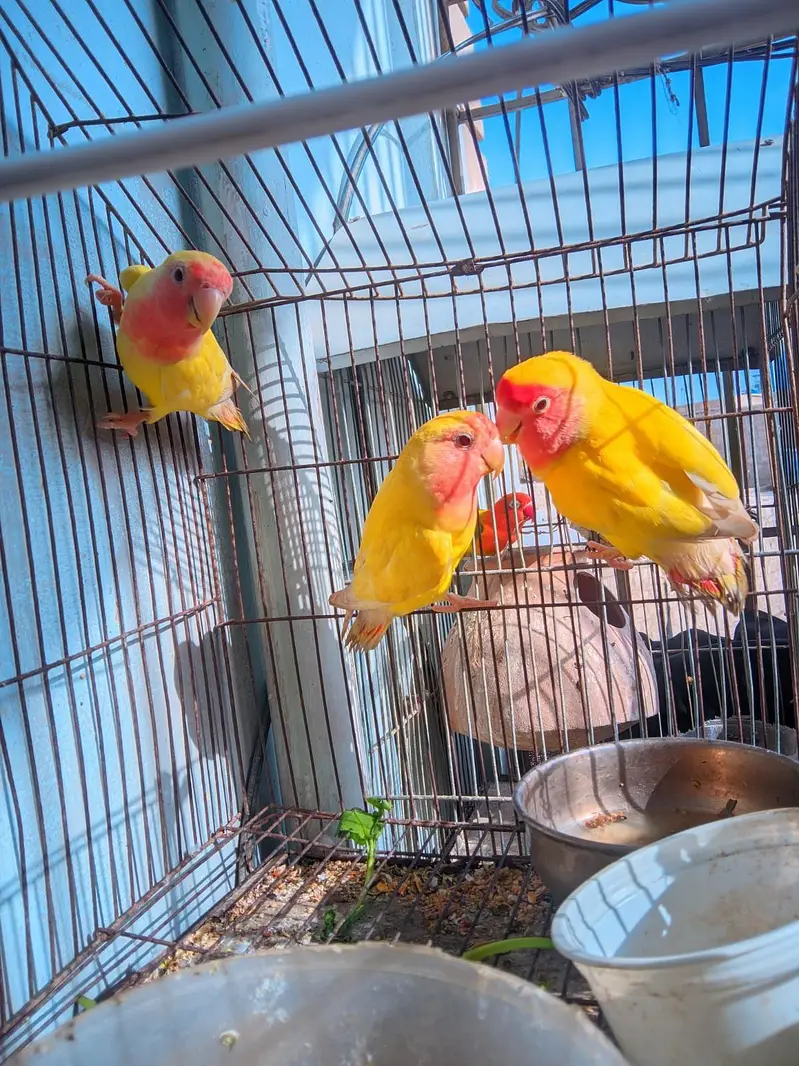 Lovebirds Complete Setup with Cages and Chicks for Sale — photo 2