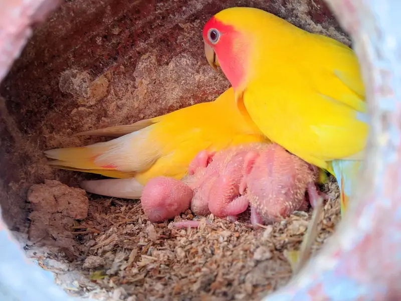 Lovebirds Complete Setup with Cages and Chicks for Sale — photo 3