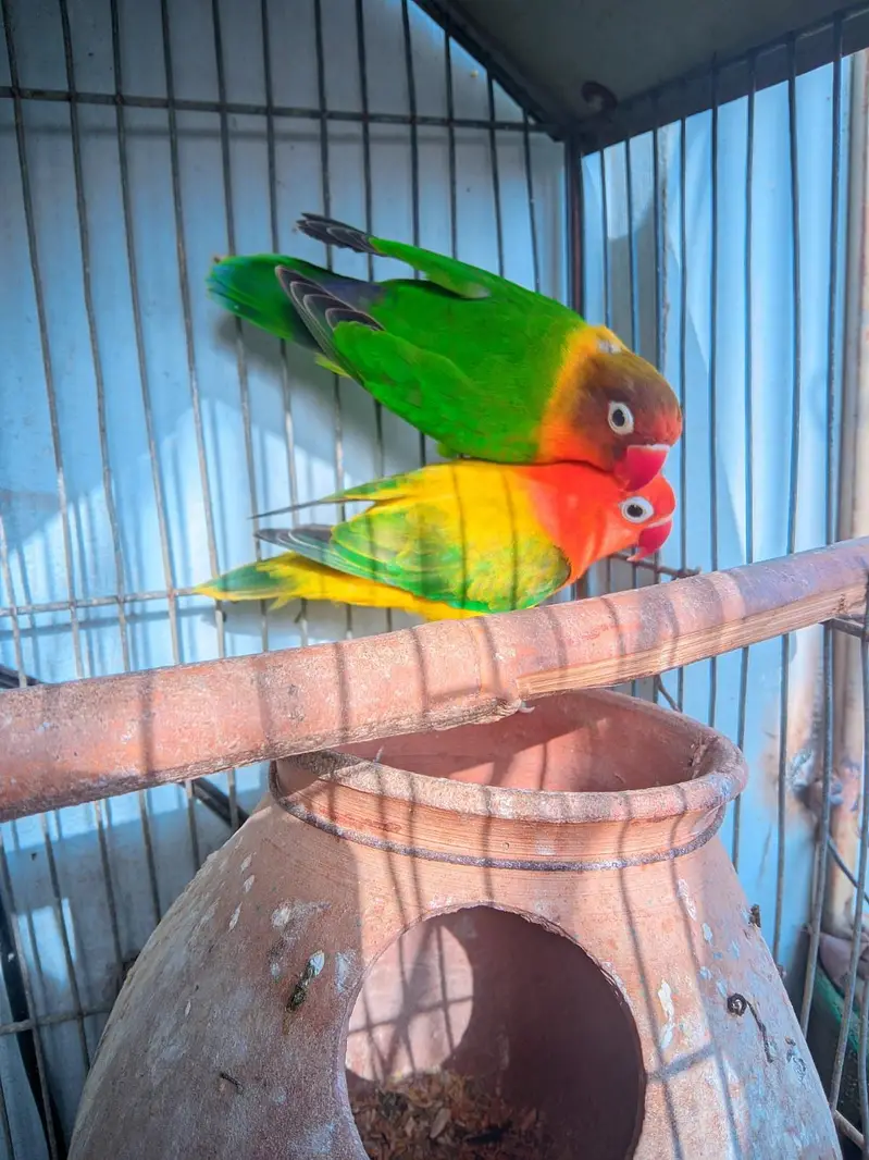 Lovebirds Complete Setup with Cages and Chicks for Sale — photo 4