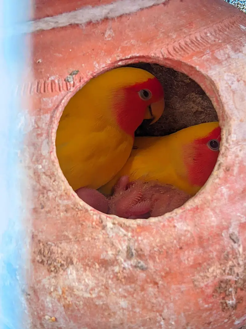 Lovebirds Complete Setup with Cages and Chicks for Sale — photo 5