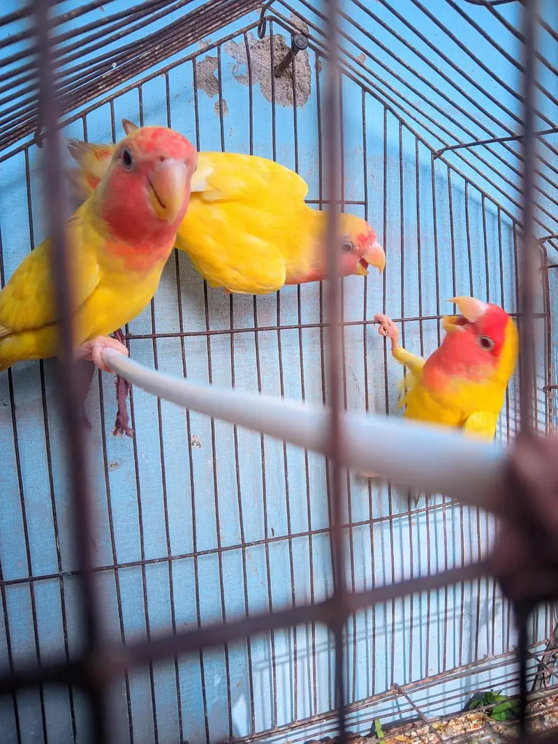 Lovebirds Complete Setup with Cages and Chicks for Sale — photo 6