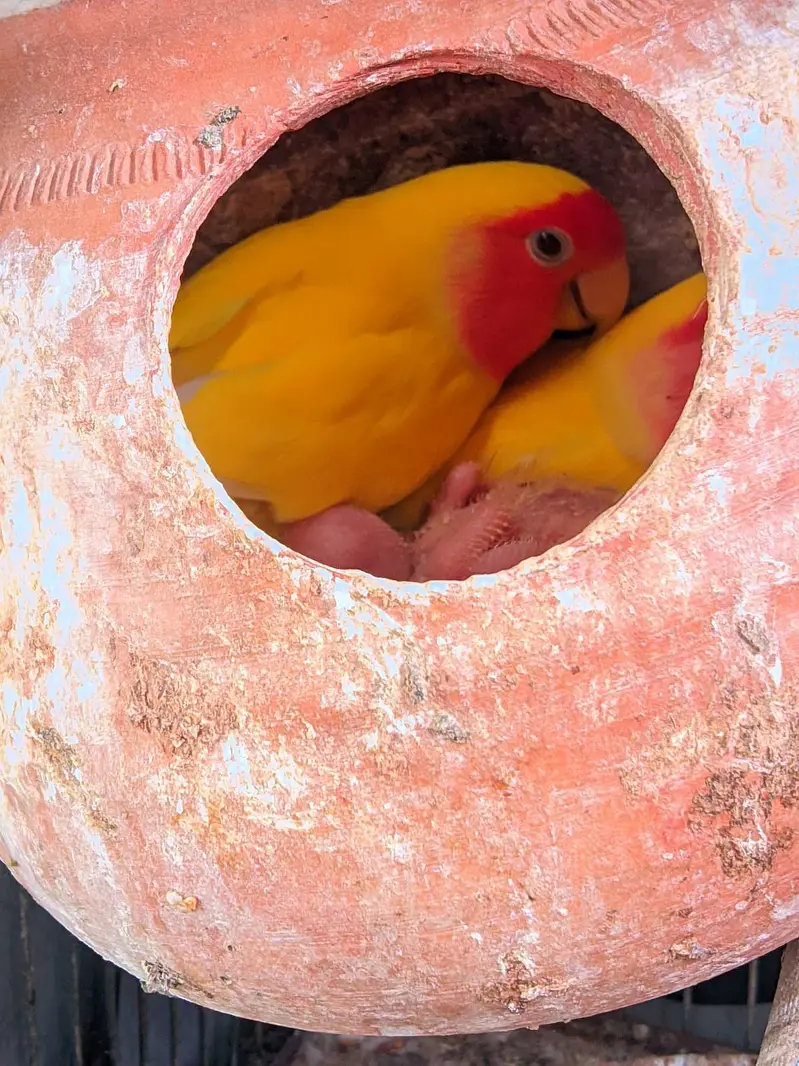Lovebirds Complete Setup with Cages and Chicks for Sale — photo 7