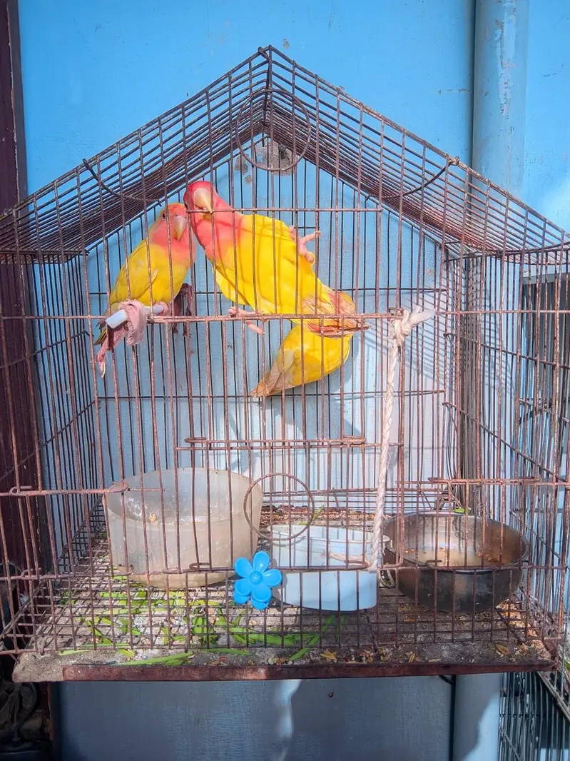 Lovebirds Complete Setup with Cages and Chicks for Sale — photo 8