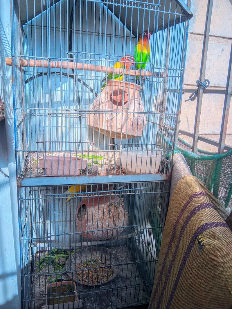 Lovebirds Complete Setup with Cages and Chicks for Sale — photo 9