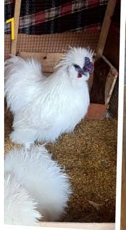 White Silkie Breeder Male 0332-4153261