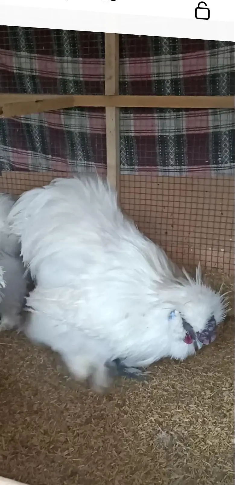 White Silkie Breeder Male 0332-4153261 — photo 2