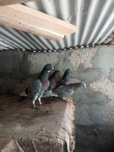 Fancy Pegion for sale