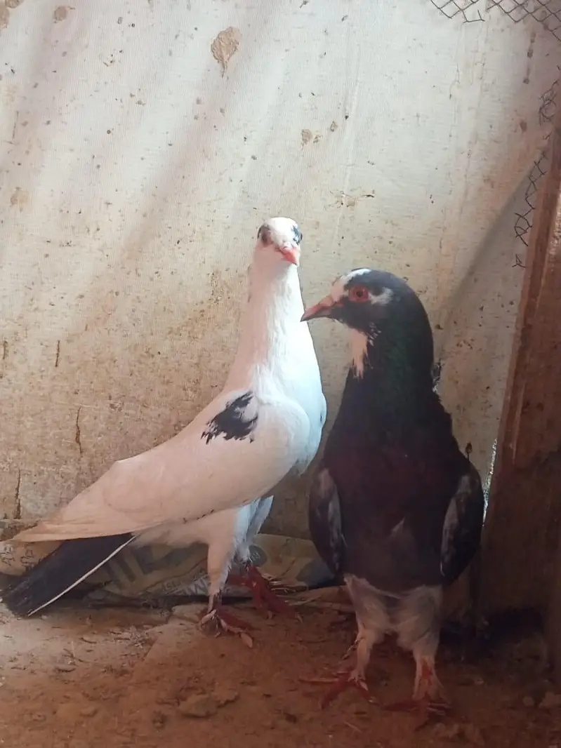 Fancy Pegion for sale — photo 10