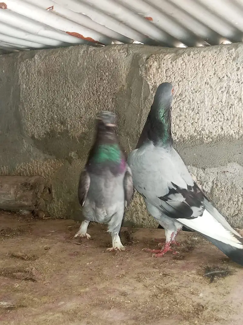 Fancy Pegion for sale — photo 12