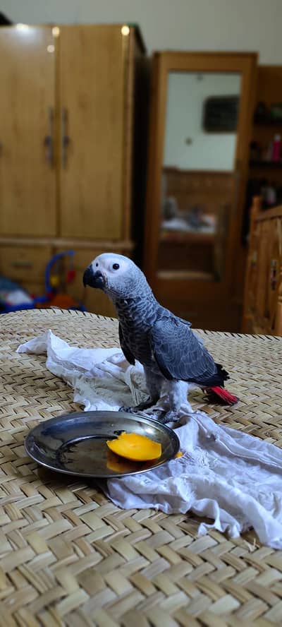 Afriacn Grey | Grey Parrot | African Grey male Parrot For Sale