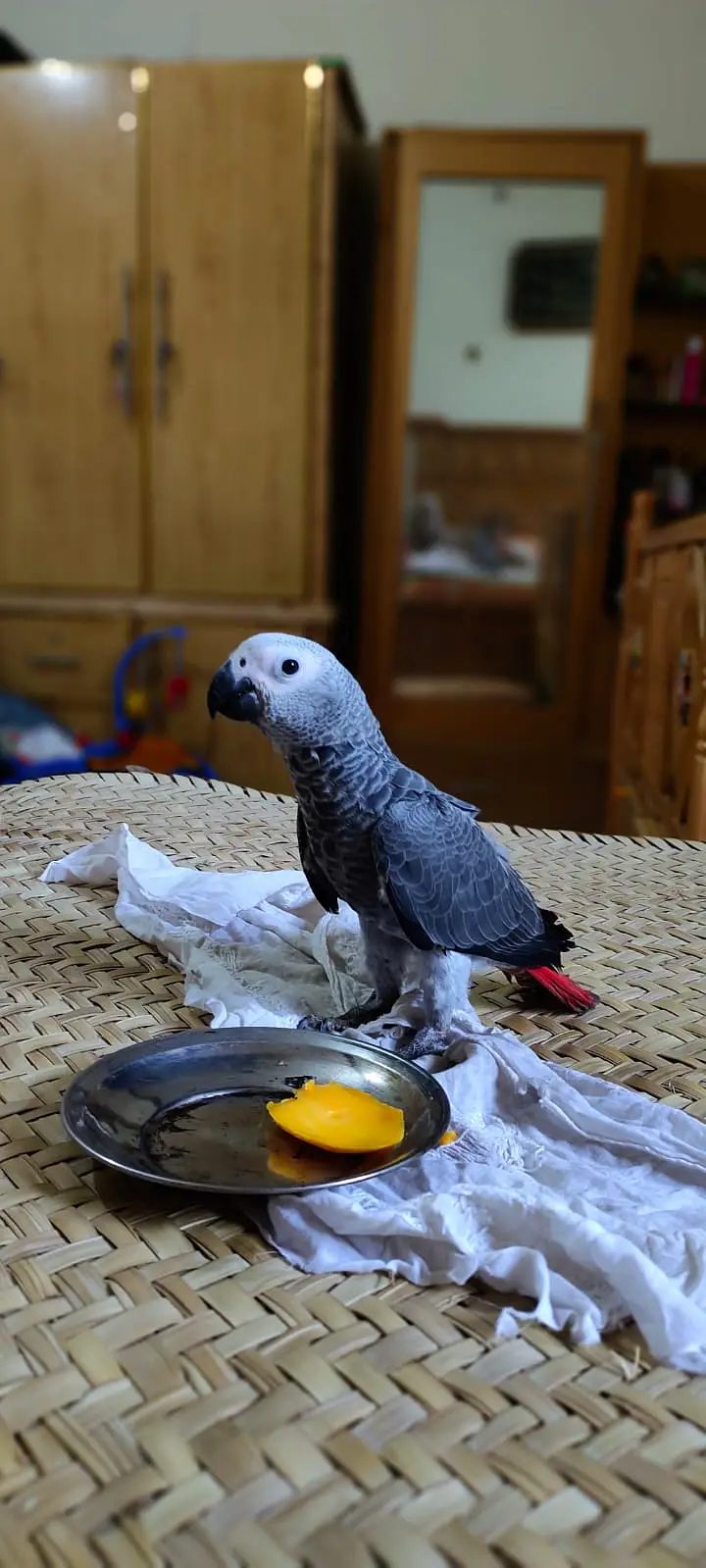 Afriacn Grey | Grey Parrot | African Grey male Parrot For Sale