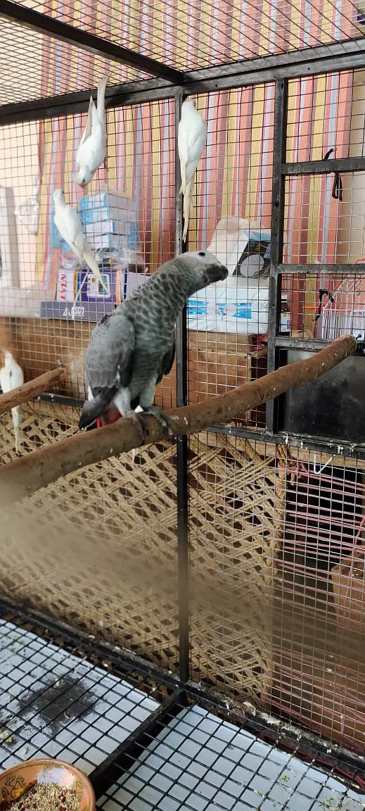 Afriacn Grey | Grey Parrot | African Grey male Parrot For Sale — photo 2