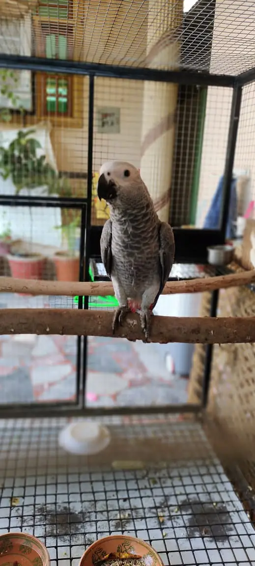 Afriacn Grey | Grey Parrot | African Grey male Parrot For Sale — photo 3