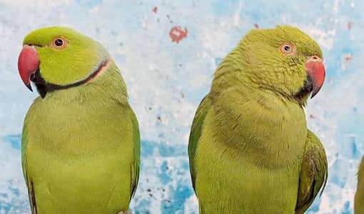 GREEN RINGNECK PARROT