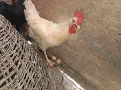 urgent sell pure lohmon brown & black ayamcimani cros or pthe is k