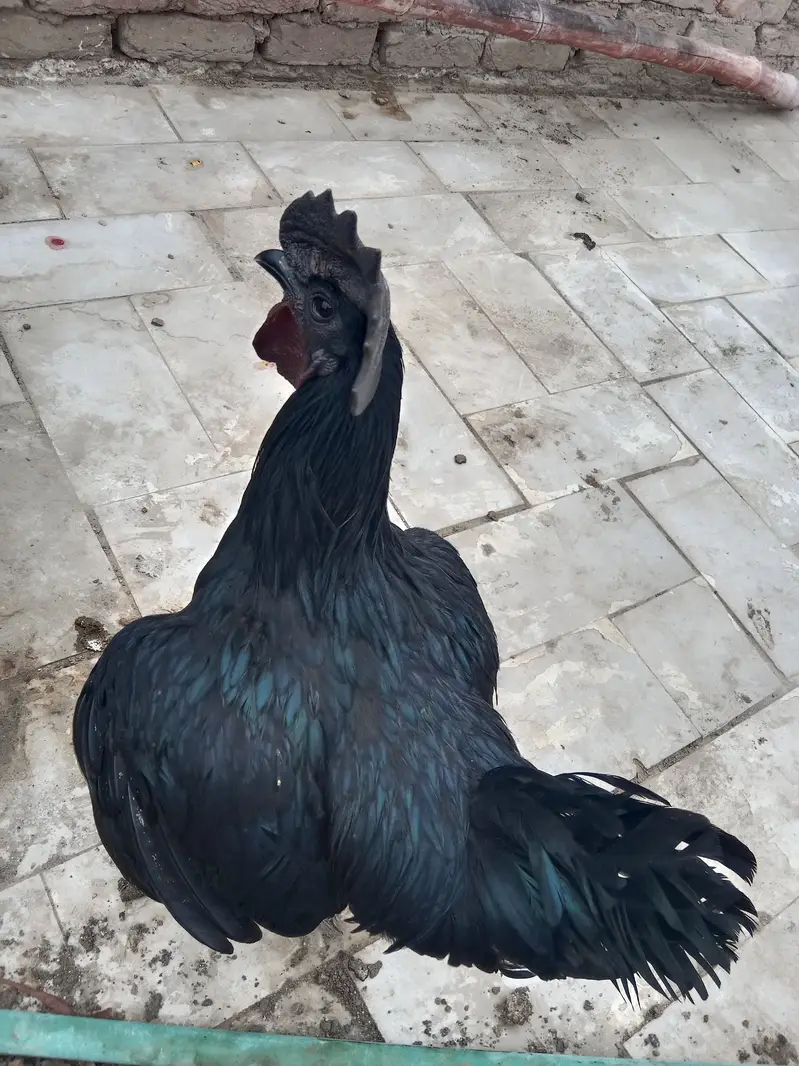 urgent sell pure lohmon brown & black ayamcimani cros or pthe is k — photo 6
