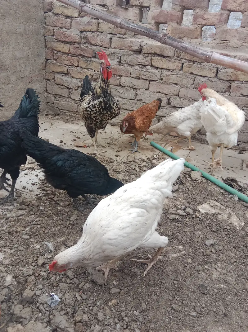 urgent sell pure lohmon brown & black ayamcimani cros or pthe is k — photo 7
