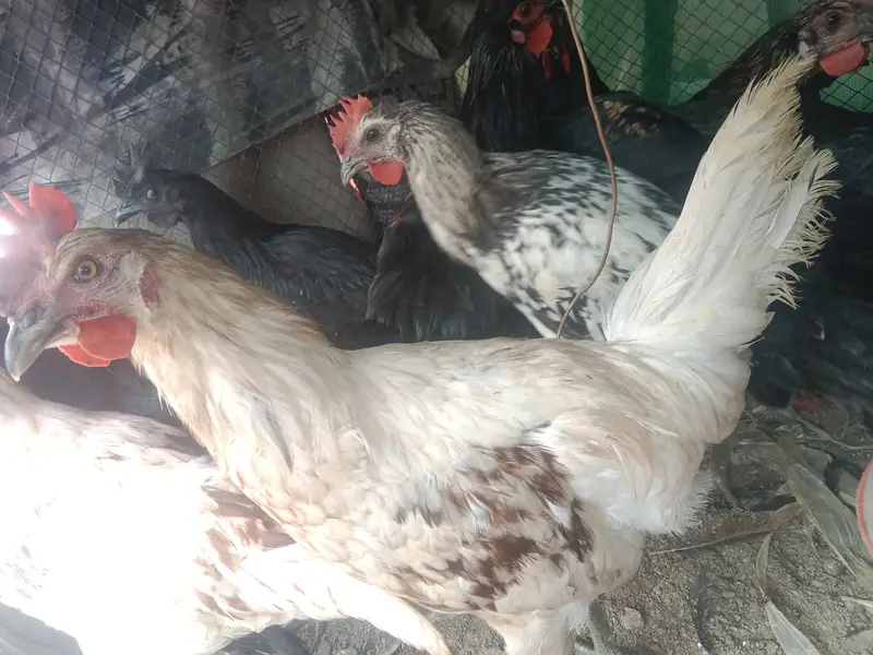 urgent sell pure lohmon brown & black ayamcimani cros or pthe is k — photo 9