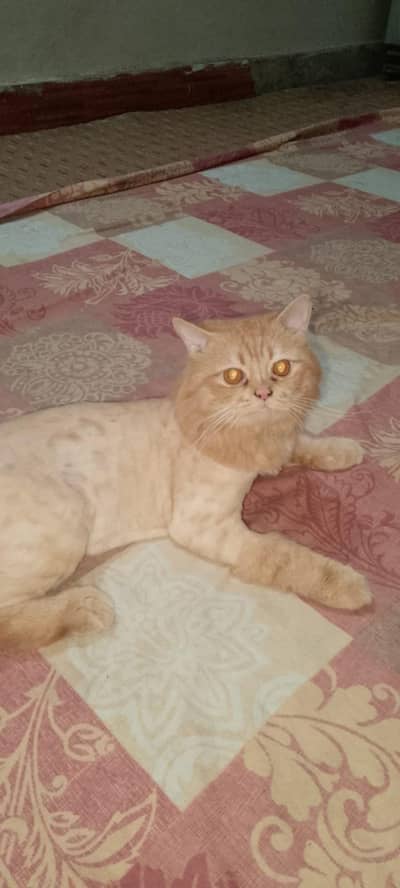 Triple Coated Ginger Persian Cat.