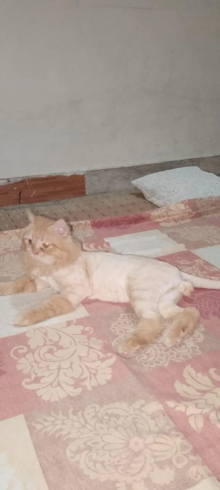 Triple Coated Ginger Persian Cat. — photo 2
