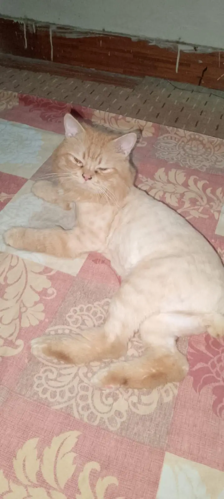 Triple Coated Ginger Persian Cat. — photo 3