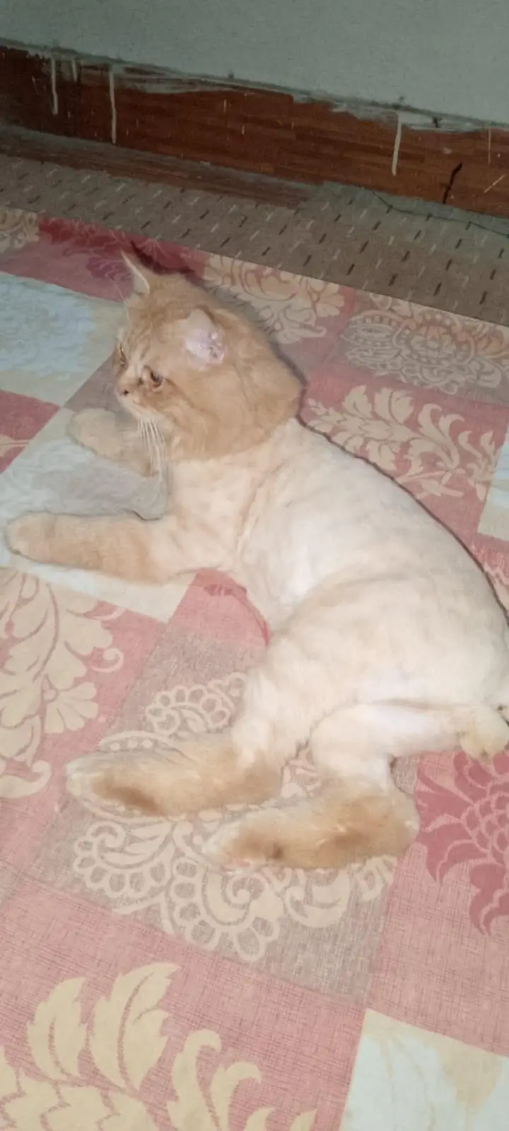 Triple Coated Ginger Persian Cat. — photo 4