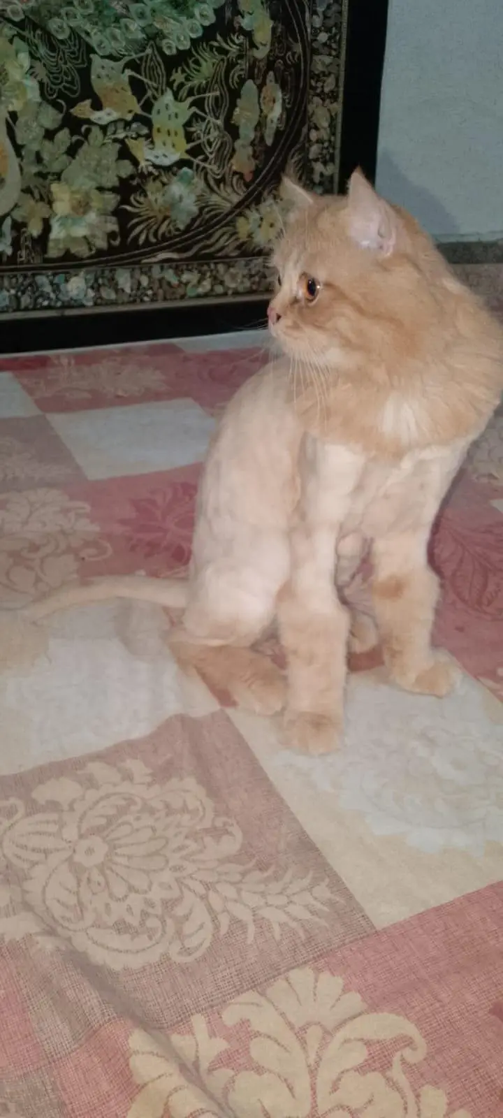 Triple Coated Ginger Persian Cat. — photo 5