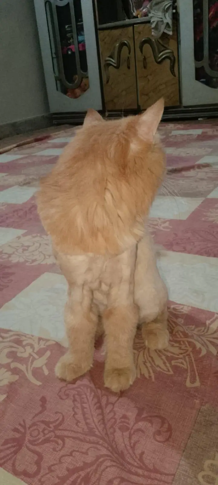 Triple Coated Ginger Persian Cat. — photo 6